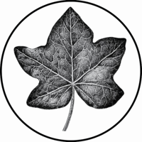 English Ivy's Logo